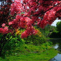 看川妹子如何教训花心老公,真是太狠了!