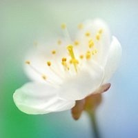 美女一首《原草香》唱出了草原的味道