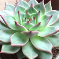 郁可唯实力演绎 电视剧《夏至未至》插曲:《未