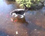 猫咪在结冰池塘上试图捕鱼 上演“花式滑冰”