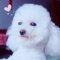 最近抖音里超火的一首英文歌《Human》原唱