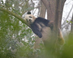 大熊猫的“春困”日常 睡姿撩人憨态可掬