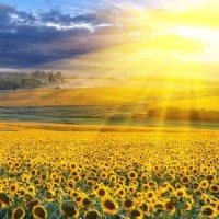 谈判官:罗斌童微甜甜找谢小飞