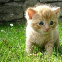 《亲爱的翻译官》程家阳太浪漫了,居然在高翻