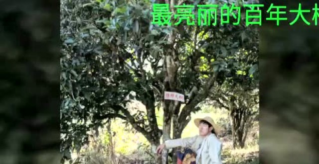 大勐宜人口_镇沅县勐大镇第一美女