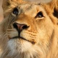 看五歌拿日本武士刀有多帅 多酷 多萌 多历害