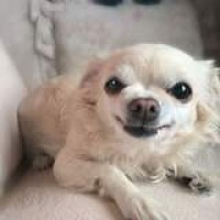 刘亮白鸽小品 求生之路 生化危机大战僵尸