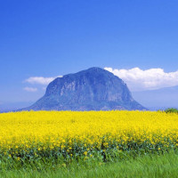 柳花如洒的个人频道