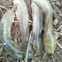 农村安逸哥的个人频道