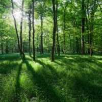 42岁贝嫂被曝将追生第五胎