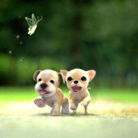 奔跑吧兄弟:陈赫被邓超恶搞,吃了最辣辣椒酱,瞬