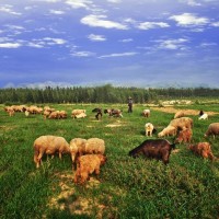 天意:天依去采药,张良不放心,韩信去寻找