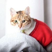 最近被抖音刷爆屏的最帅伴郎团!胡歌和彭于晏