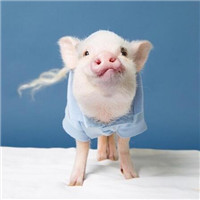 唐嫣力荐明星制片人微计划,张一山登台要掌声