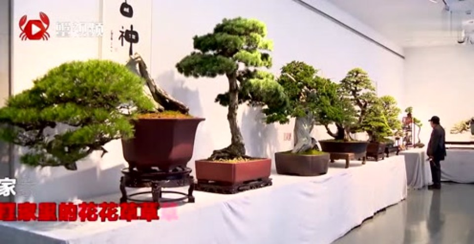 天价盆景现身170万一盆!你是买房还是买它?