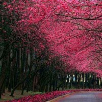 女生们为什么都喜欢喝奶茶?在动画片中告诉你