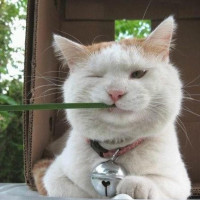 观赏鱼-黄金招财猫鱼,有点像动画片里跑出来的