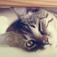 幸福爱娱乐:女孩翻唱《男孩》,唱歌的时候太可