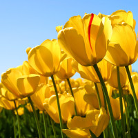 2018MSI全程英文纪录片(中字幕):此战过后,RN