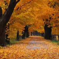 迈克尔杰克逊古堡中的音乐剧 音乐舞蹈剧情 各