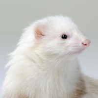 《亲爱的翻译官》黄轩与杨幂甜蜜片段,家里的