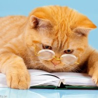 宠物狗拉屎的问题,怎么样让狗去厕所大便,这里