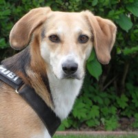 《麻辣变形计》梁大巍正不知如何救出关小迪之