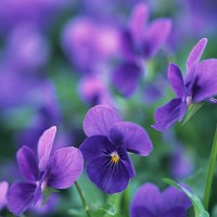 讲娱乐的花花的个人频道