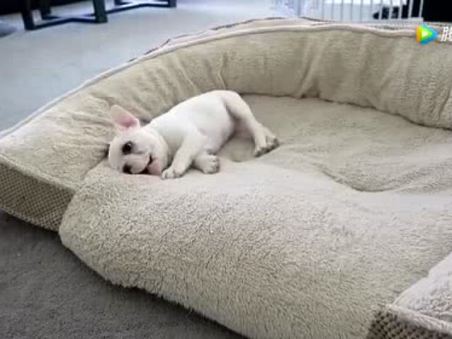 勇士全场遭遇争议判罚,库里遭驱逐杜兰特竖中