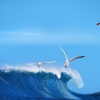 阿匹司林的个人频道