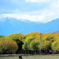 鲁豫采访崔永元,现在叫他崔老师终于不是客套