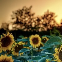 正儿八经汉紫的个人频道