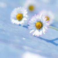 景甜陈学冬恋情曝光,纽约浪漫约会,网友现在流