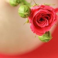 王嘉尔竟然让baby姐说粤语,谈判小王子正式上