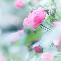 鲨鱼宝宝真是萌翻 这样的宠物好想来一只