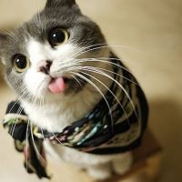 华为荣耀play新品发布会看点汇总