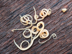 拿子宫开玩笑,哑巴器官也会反抗