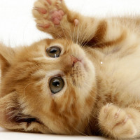 一个震撼世界的视频,尼克·胡哲经典语录