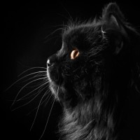 迈克尔杰克逊经典《dangerous》1995MTV颁奖