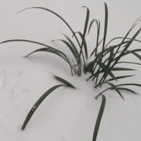 怪物学院:在我的世界中玩王室战争!