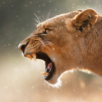 《刀锋下的替身》齐珊珊和张道文喝醉回家 !