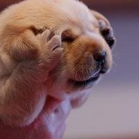 嗨氏堡垒之夜:221国服孙悟空金箍棒人手RPG