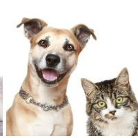 小蜘蛛织大网儿歌:小蜘蛛牵银线,荡来荡去荡秋