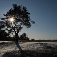 海贼王:竞技场决赛即将拉开帷幕,结果厉害了