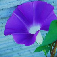 雁卉聊八卦的个人频道