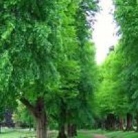 vivoNEX新机曝光没有刘海的全面屏摄像头可以