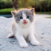 海绵宝宝有了新坐骑,成为海马骑士