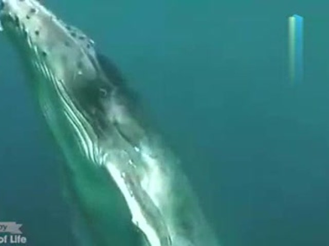 异地打工五险一金到底要不要交呢?哪些可以