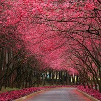 好险!差点让札兰泰了解皇上已苏醒,幸亏有怜儿