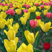 霍建华赵丽颖失恋者联盟